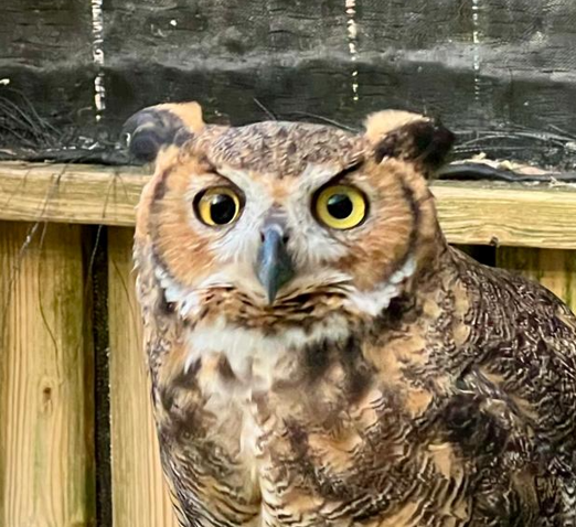 A portrait of Emma, a Great Horned Owl.